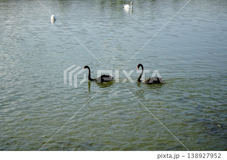 Two black swans swimming in a pond 138927952