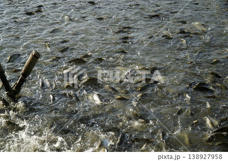 Large body of water with many fish swimming in it Large body of water with many fish swimming in it 138927958