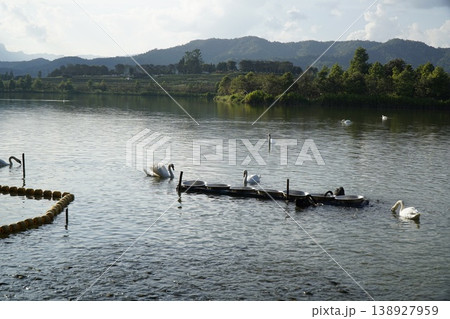 Group of swans are swimming in a lake 138927959