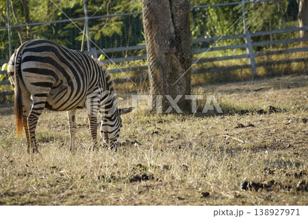 Zebra is grazing in a field Zebra is grazing in a field 138927971