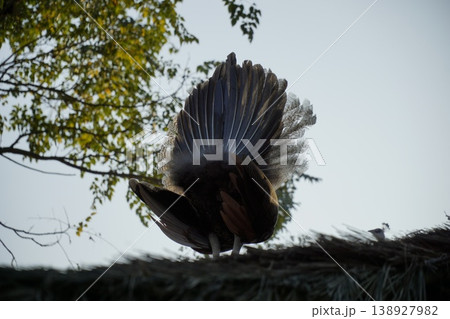 Bird with a brown tail is standing on a roof Bird with a brown tail is standing on a roof 138927982