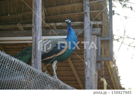 Blue peacock stands on a fence in front of a building 138927985