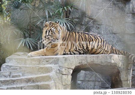 Tiger is laying on a stone bench in a zoo 138928030