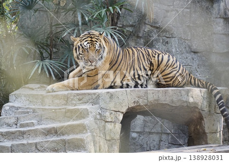 Tiger is laying on a stone ledge in a zoo enclosure Tiger is laying on a stone ledge in a zoo enclosure 138928031