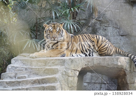 Tiger is laying on a stone wall in a zoo Tiger is laying on a stone wall in a zoo 138928034