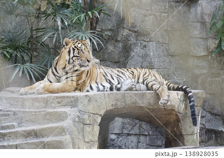 Tiger is laying on a stone bench in a zoo 138928035