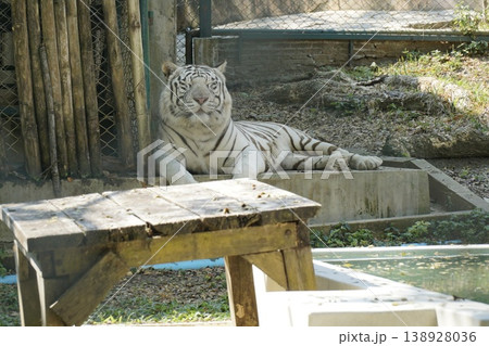 White tiger is laying on a wooden table in a zoo enclosure White tiger is laying on a wooden table in a zoo enclosure 138928036
