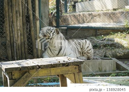 White tiger is laying on a wooden table in a zoo enclosure White tiger is laying on a wooden table in a zoo enclosure 138928045