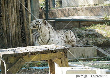 White tiger is laying on a wooden table in a zoo enclosure White tiger is laying on a wooden table in a zoo enclosure 138928046