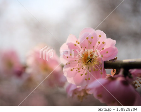 3月に咲いたピンク色の美しいウメ「藤牡丹枝垂(フジボタンシダレ)」 3月に咲いたピンク色の美しいウメ「藤牡丹枝垂(フジボタンシダレ)」 138928204