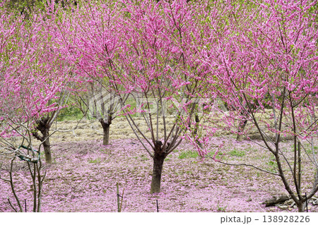 散り始めの花桃 散り始めの花桃 138928226