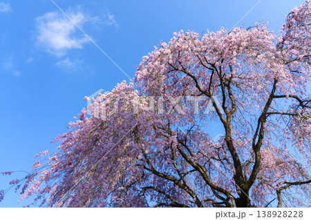 青空に映える満開の枝垂桜 春の日本の風景 青空に映える満開の枝垂桜 春の日本の風景 138928228