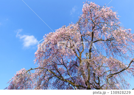 青空に映える満開の枝垂桜 春の日本の風景 青空に映える満開の枝垂桜 春の日本の風景 138928229
