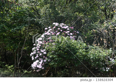 日野のシャクナゲ渓谷 138928304