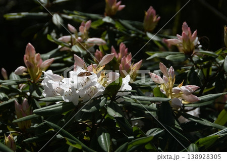 日野のシャクナゲ渓谷 138928305
