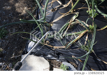 タマネギ病気なので殺菌剤散布した。 138928325