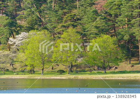 福島県白河市 南湖公園の新緑が美しい湖畔の春の風景 福島県白河市 南湖公園の新緑が美しい湖畔の春の風景 138928345