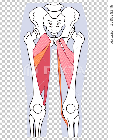 Adductor muscles (thigh muscles) Adductor muscles (thigh muscles) 138928346