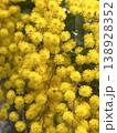 Flowers bloom 07 138928352