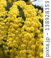 Flowers bloom 08 138928353
