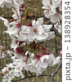 Flowers bloom 09 138928354