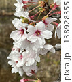 Flowers bloom 10 138928355