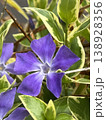 Flowers bloom 11 138928356