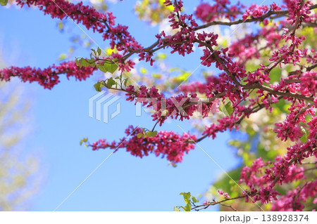 満開の花蘇芳（ハナズオウ）と桜の背景 138928374