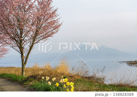福島県 猪苗代湖と磐梯山 春霞に包まれた桜と水仙の風景 138928389