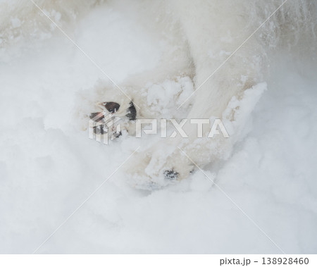 A close-up of a Samoyed dog's paws on a winter walk. A close-up of a Samoyed dog's paws on a winter walk. 138928460