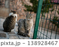 Curious Cat Near a Fence 138928467