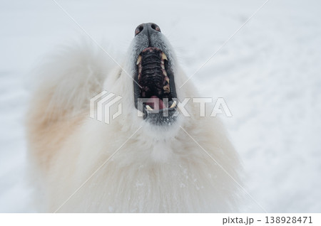 A portrait of a Samoyed dog on a walk in winter. A portrait of a Samoyed dog on a walk in winter. 138928471