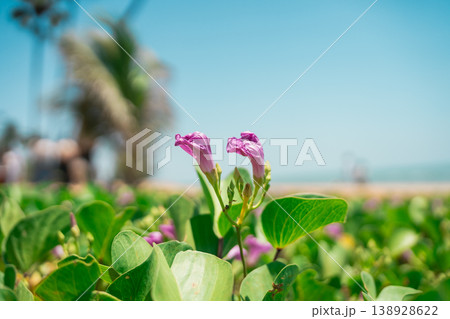 Vibrant Pink Flowers Blooming Amid Lush Green Leaves on a Bright Sunny Day by the Beach in Tropical Landscape Vibrant Pink Flowers Blooming Amid Lush Green Leaves on a Bright Sunny Day by the Beach in Tropical Landscape 138928622