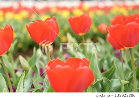 美しい赤いチューリップ　多数　花畑 138928880