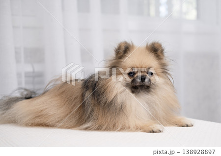 A cute Pomeranian lies on a light bed A cute Pomeranian lies on a light bed 138928897
