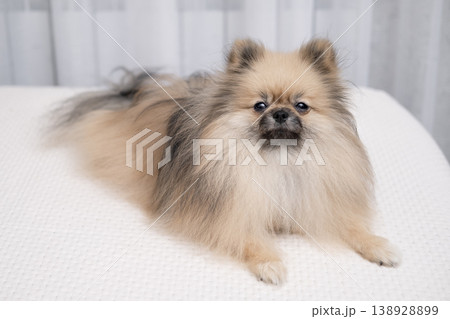 A cute Pomeranian lies on a light bed A cute Pomeranian lies on a light bed 138928899