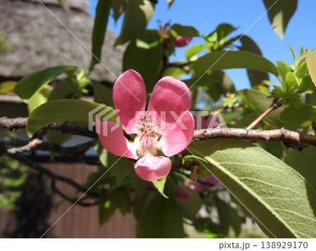 青空に映える美しいかりん（花梨）の花 138929170