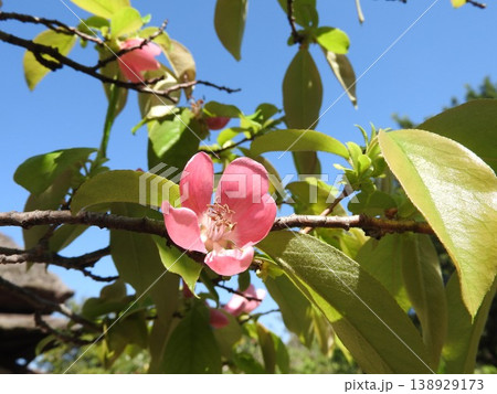 青空に映える美しいかりん（花梨）の花 138929173