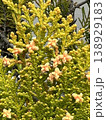 Flowers bloom 12 138929183