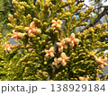 Flowers bloom 13 138929184