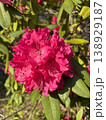Flowers bloom 14 138929187