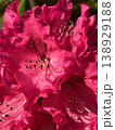 Flowers bloom 15 138929188