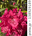 Flowers bloom 16 138929189