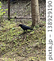 crow 01 138929190