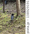 crow 02 138929191