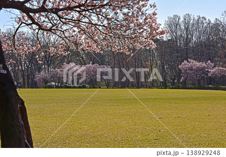 春の花 小彼岸桜 春の花 小彼岸桜 138929248