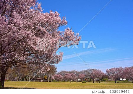春の花 小彼岸桜 春の花 小彼岸桜 138929442