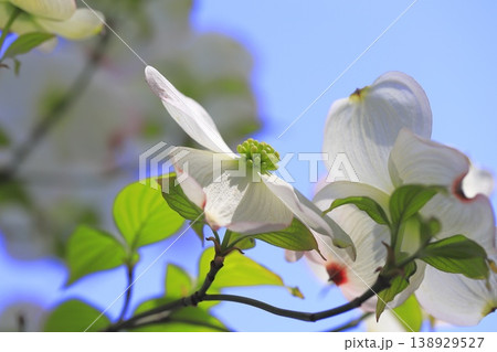 白いハナミズキの花　  138929527