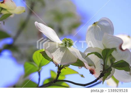 白いハナミズキの花　  138929528