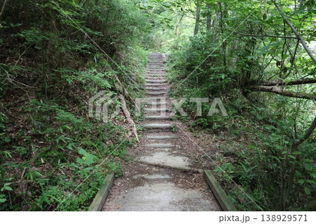 緑に囲まれた小道 緑に囲まれた小道 138929571